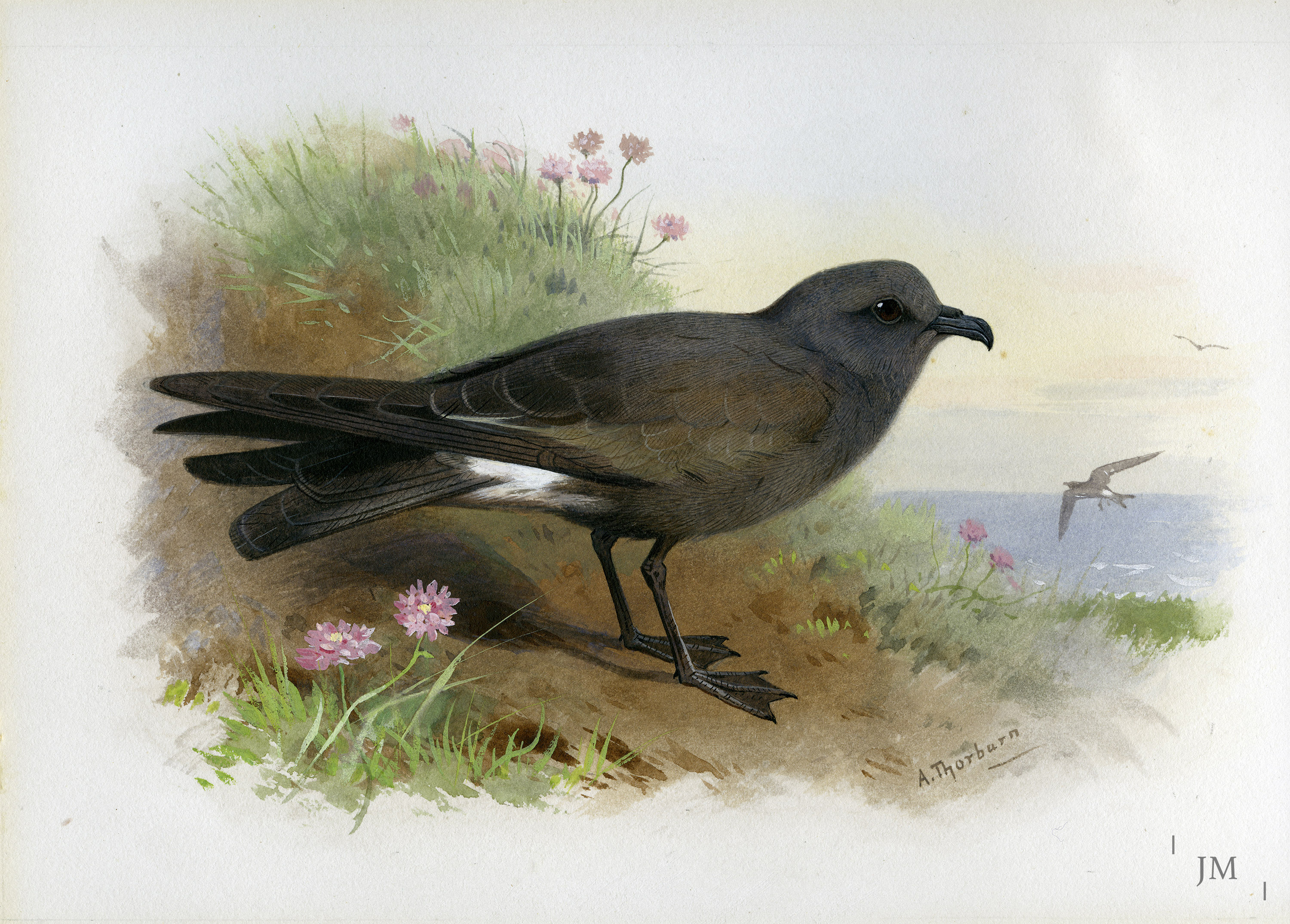 A Storm Petrel